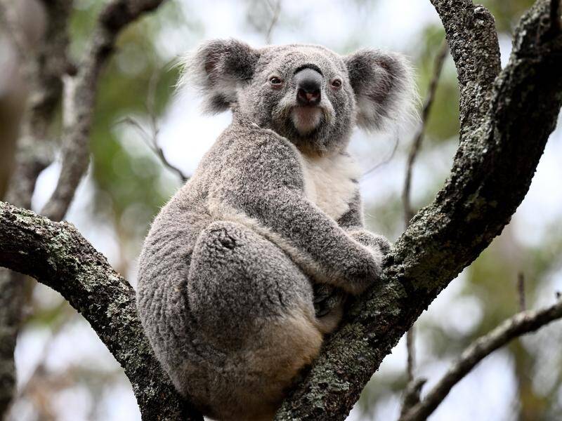 Cute baby koala smashes into a tree but recovers like a champ