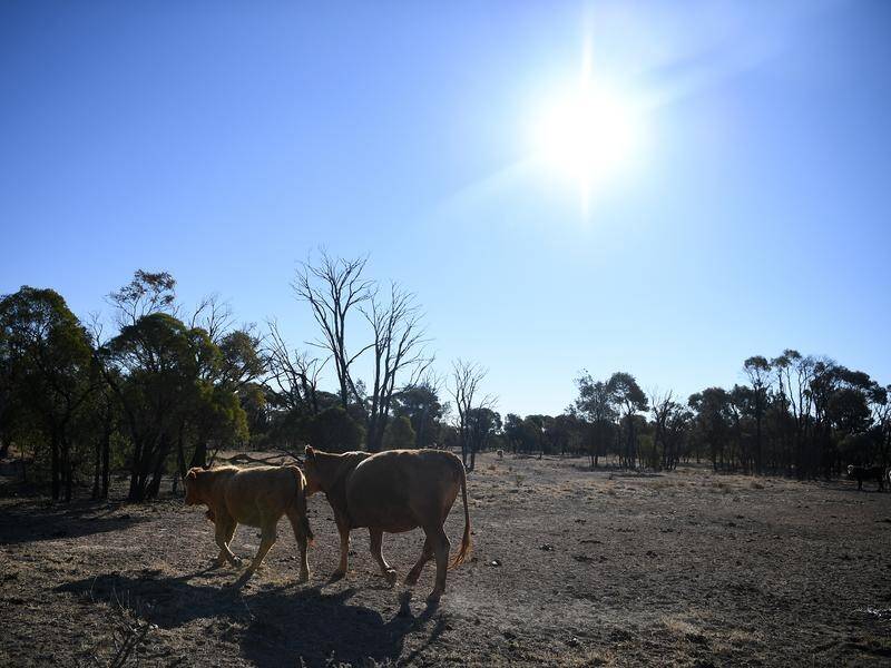 Researchers interviewed 100 farmers and found 92 per cent have a plan in place for drought. (Dan Peled/AAP PHOTOS)