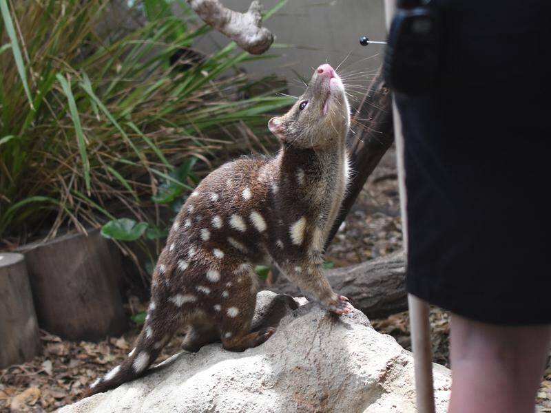 Fewer than 250 northern spotted-tail quolls may be left in the wild, university researchers say. (Sarah Motherwell/AAP PHOTOS)
