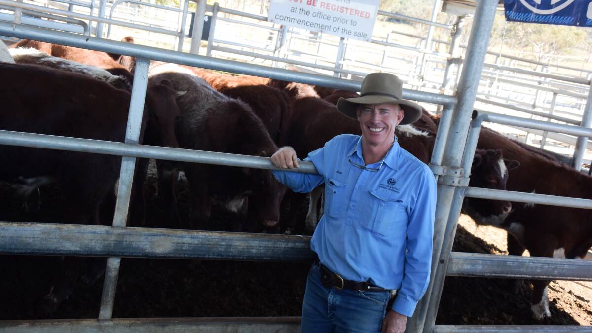 FOR SALE: Armidale Saleyards agent Victor Moar tackled the challenge of selling more than 2600 weaners.
