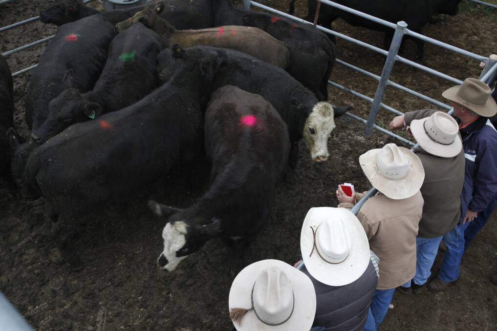 Production cost key to high cattle prices